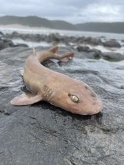 Haploblepharus fuscus