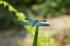 Rhyothemis fuliginosa