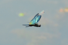 Rhyothemis fuliginosa