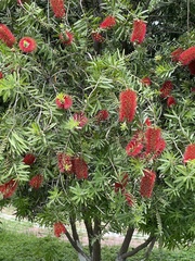 Callistemon
