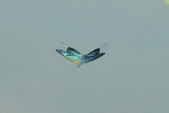 Rhyothemis fuliginosa