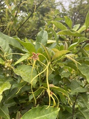 Strophanthus