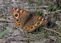 Junonia villida