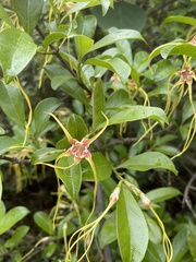 Strophanthus