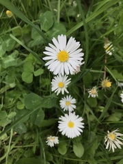 Bellis perennis