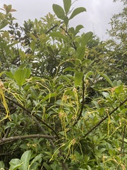 Strophanthus