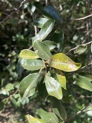 Artabotrys monteiroae