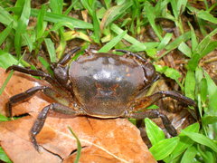 Cryptopotamon anacoluthon