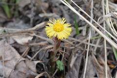 Tussilago farfara