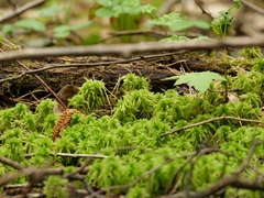 Sphagnum