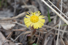 Tussilago farfara