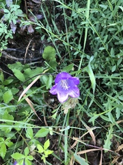Campanula medium