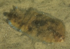 Soleichthys microcephalus