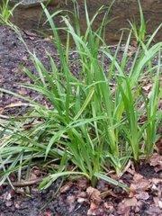 Carex hirtifolia