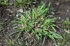 Dactylis glomerata