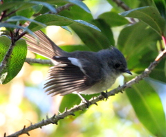 Trochocercus cyanomelas