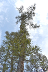 Larix sibirica