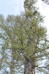 Larix sibirica