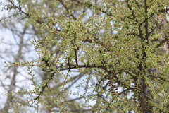 Larix sibirica