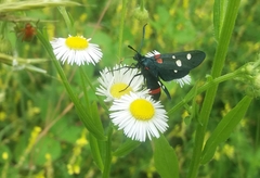 Zygaena ephialtes