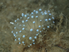 Antiopella cristata