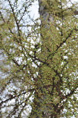 Larix sibirica