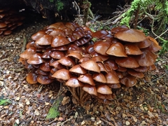 Hypholoma brunneum