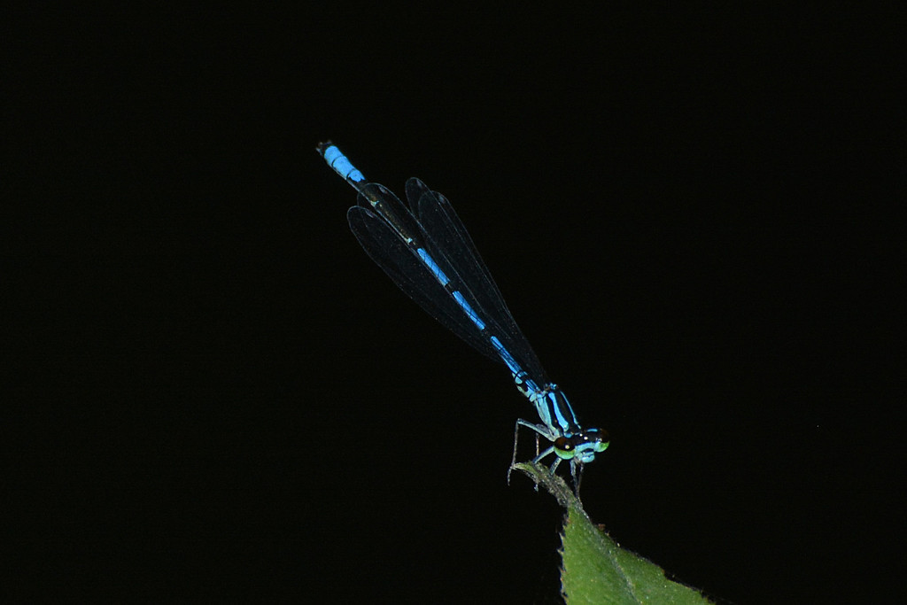 Coenagrion daponshanensis