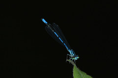 Coenagrion aculeatum