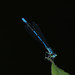 Coenagrion aculeatum - Photo (c) Shanghong Wang, some rights reserved (CC BY-NC), uploaded by Shanghong Wang