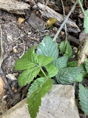 Rubus pinnatus