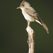 Southern Tropical Pewee - Photo (c) Paul Cools, some rights reserved (CC BY-NC), uploaded by Paul Cools