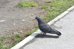 Columba livia domestica
