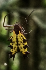 Micrathena decorata