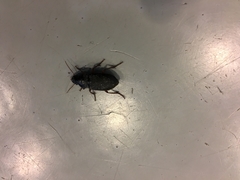 Anisodactylus binotatus