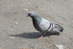 Columba livia domestica