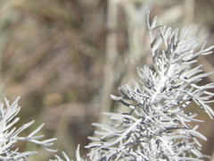 Senecio viravira