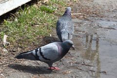 Columba livia domestica