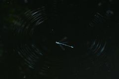 Coenagrion aculeatum