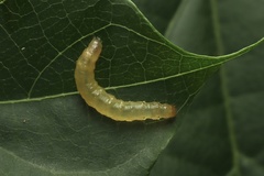 Adoxophyes privatana