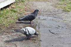 Columba livia domestica