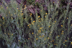Brassica juncea