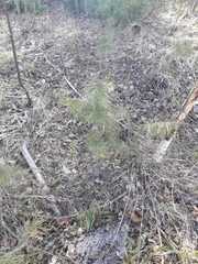 Pinus sylvestris
