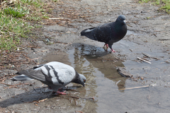 Columba livia domestica