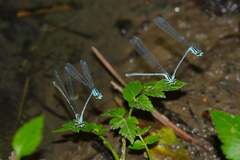 Coenagrion aculeatum