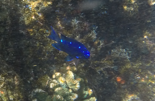 Golden Damselfish