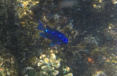 Golden Damselfish