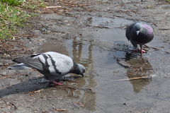 Columba livia domestica