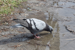 Columba livia domestica