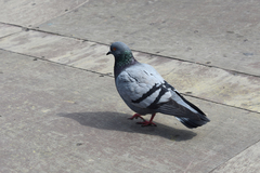Columba livia domestica